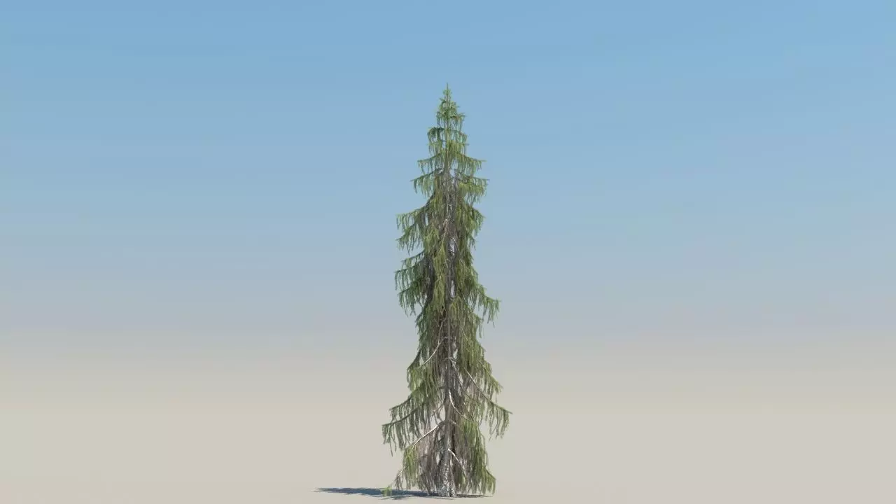 picea breweriana low poly Low-poly 3D model_3