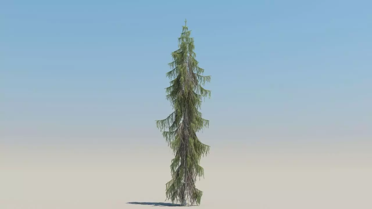 picea breweriana low poly Low-poly 3D model_4