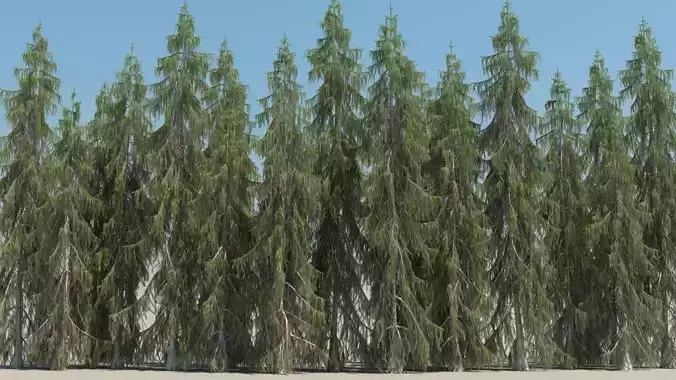 picea breweriana low poly Low-poly 3D model