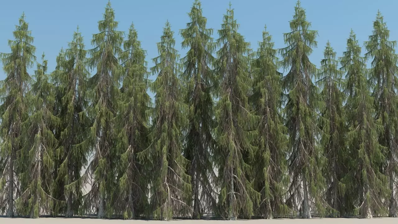 picea breweriana low poly Low-poly 3D model_0