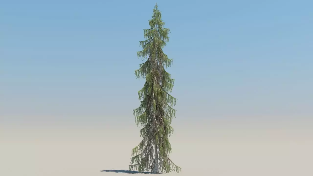 picea breweriana low poly Low-poly 3D model_5