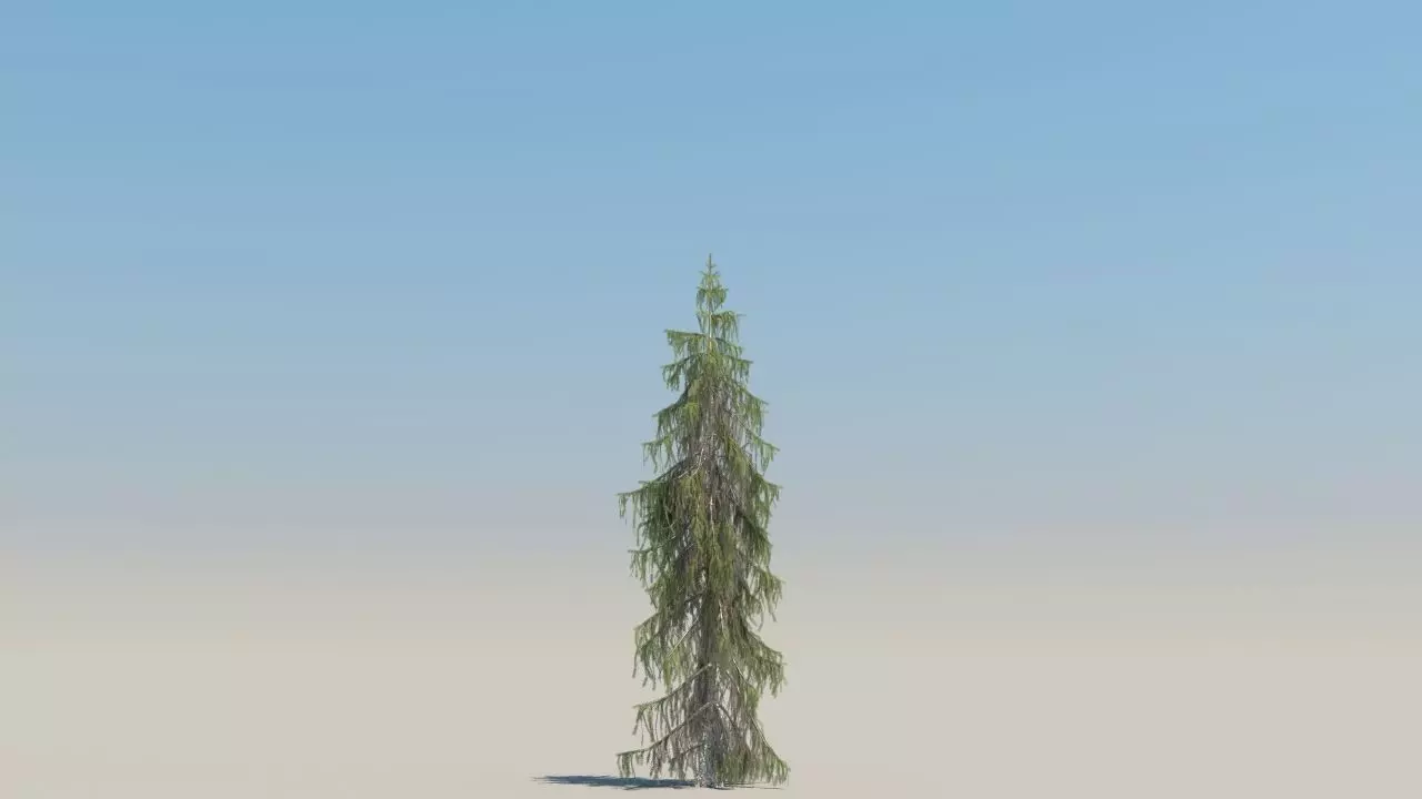picea breweriana low poly Low-poly 3D model_1