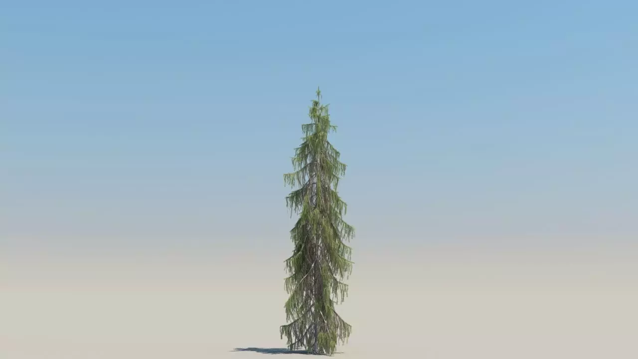 picea breweriana low poly Low-poly 3D model_2