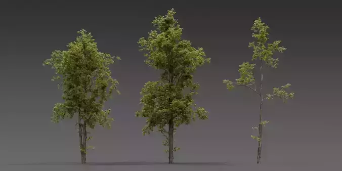 Combretum Tree Pack  12 Stylized Variants