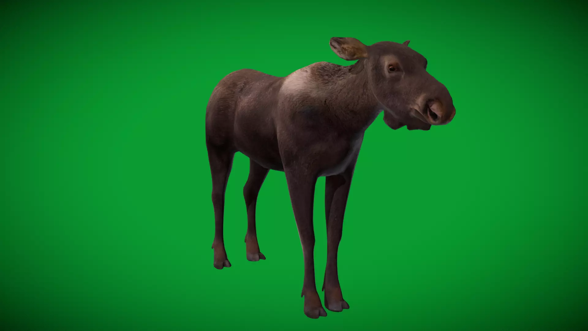 European Female Moose Elk Low-poly 3D model_38