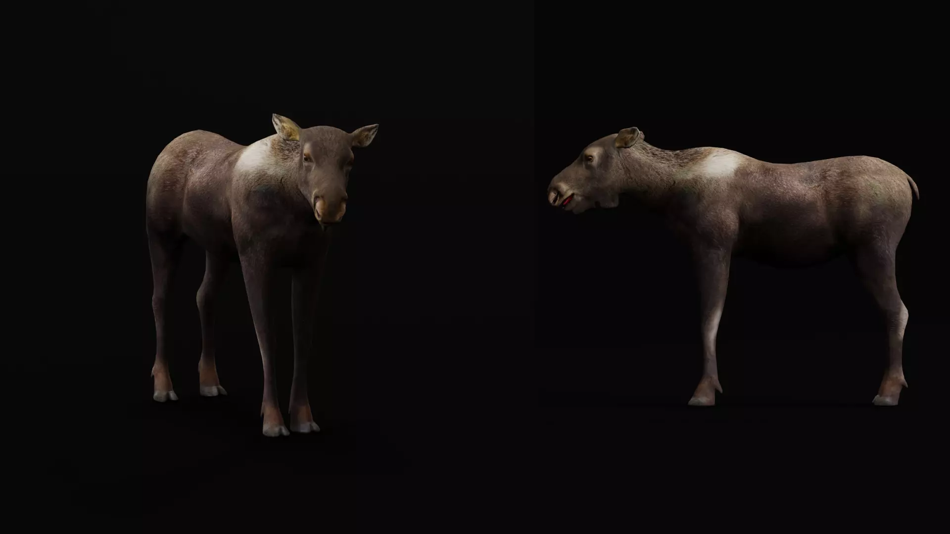 European Female Moose Elk Low-poly 3D model_11