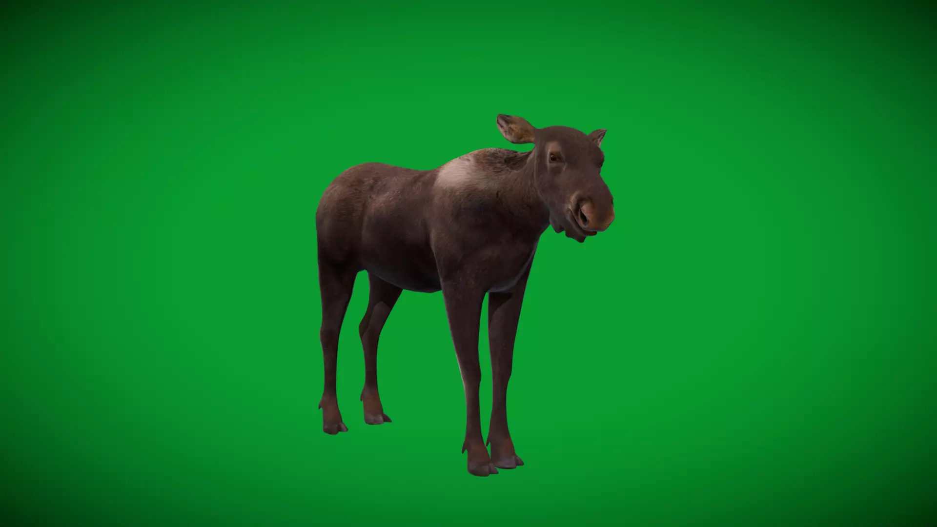 European Female Moose Elk Low-poly 3D model_43