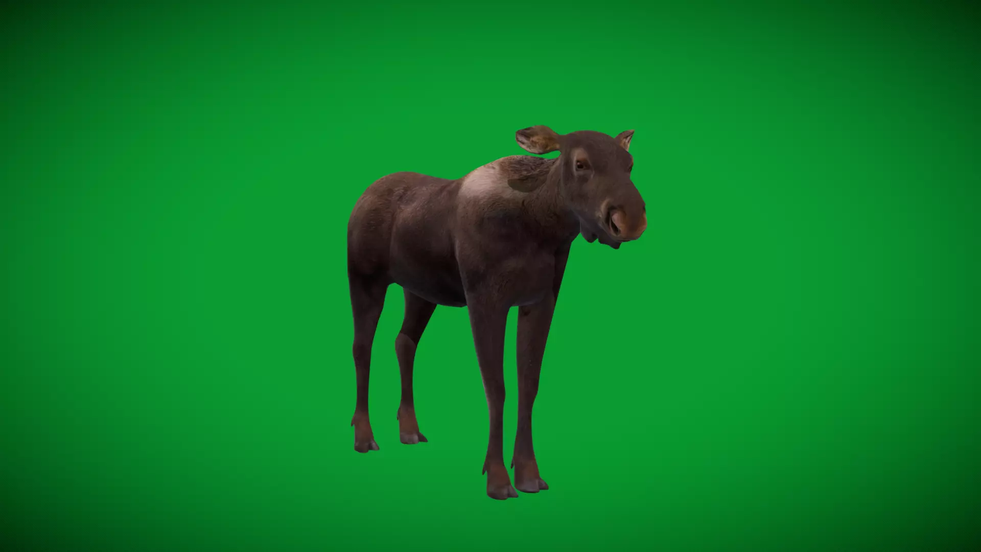 European Female Moose Elk Low-poly 3D model_40