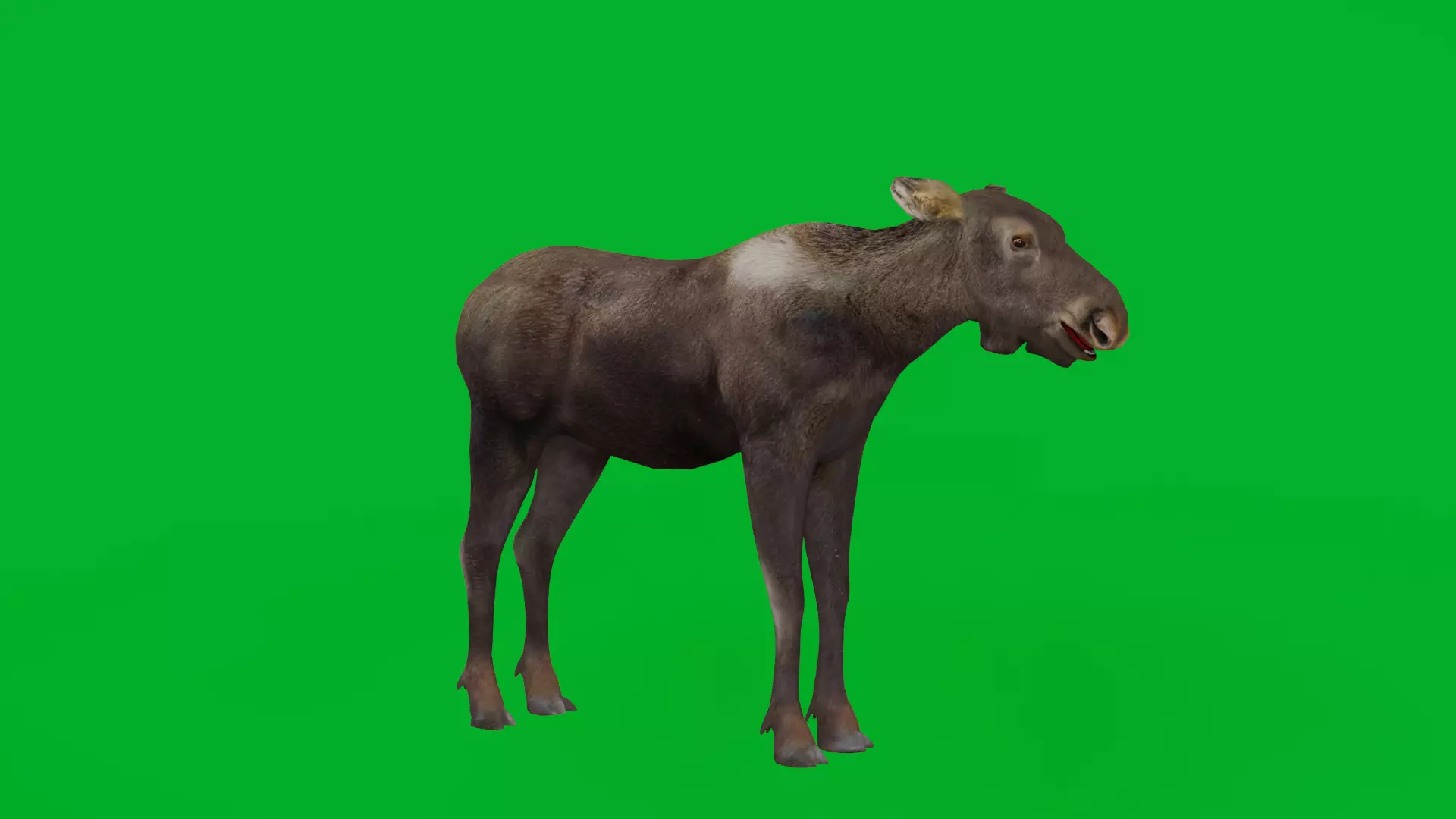 European Female Moose Elk Low-poly 3D model_3
