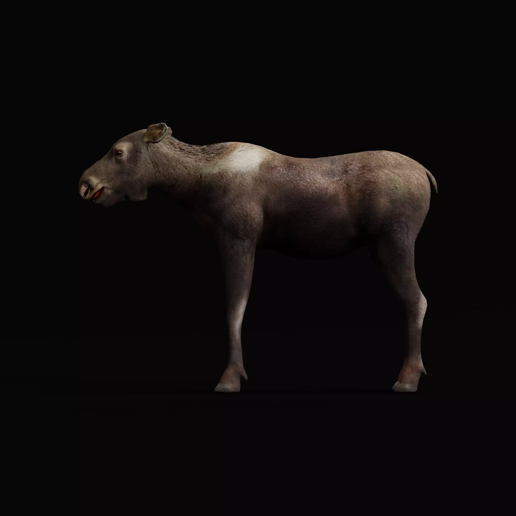 European Female Moose Elk Low-poly 3D model_35