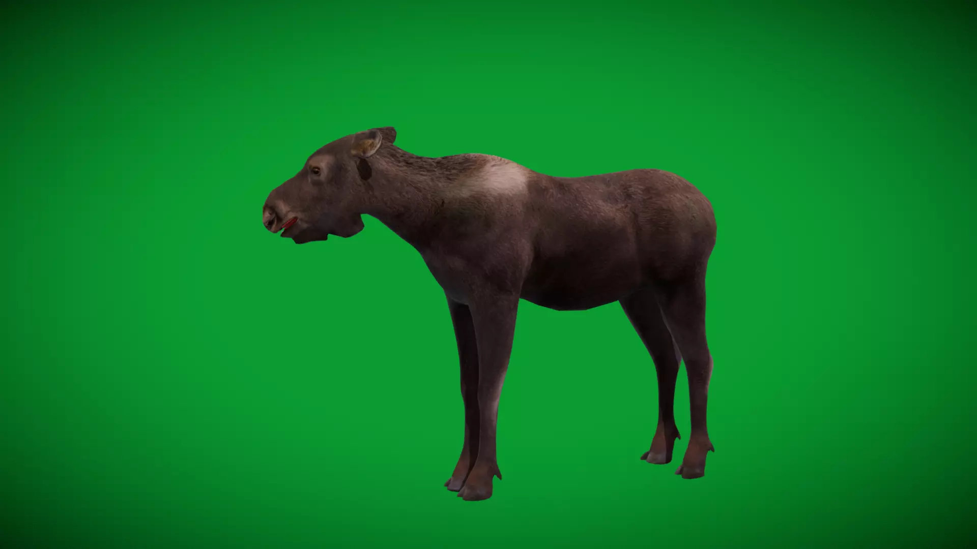 European Female Moose Elk Low-poly 3D model_41