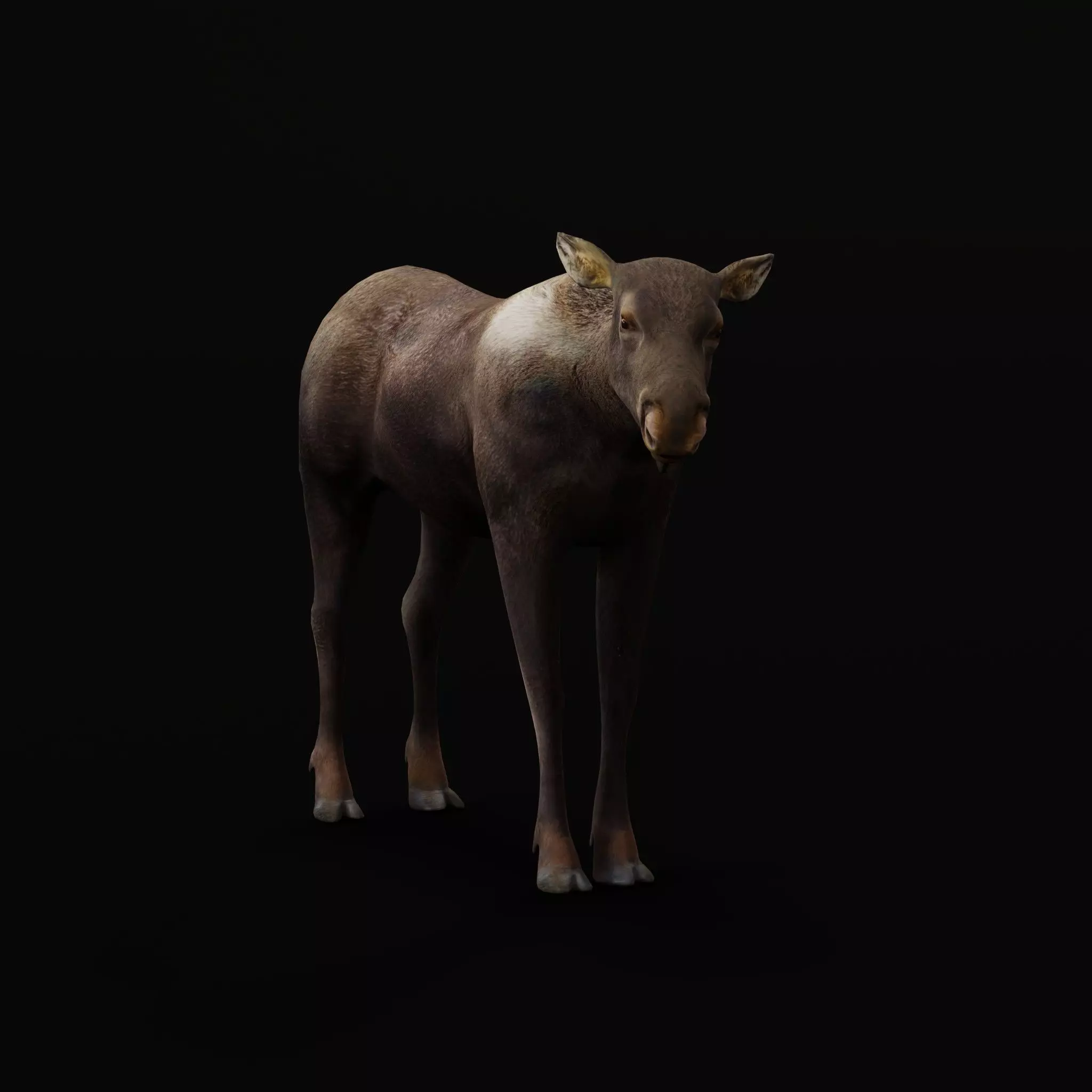 European Female Moose Elk Low-poly 3D model_31