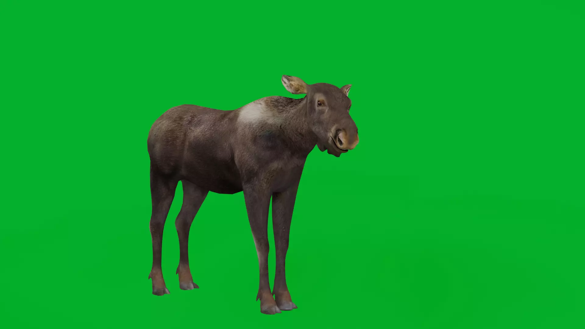 European Female Moose Elk Low-poly 3D model_0