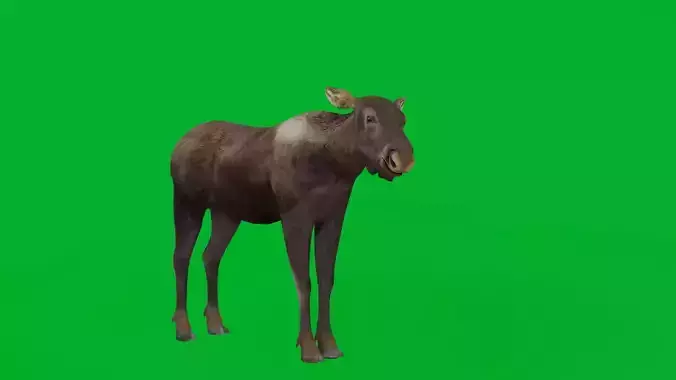 European Female Moose Elk Low-poly 3D model