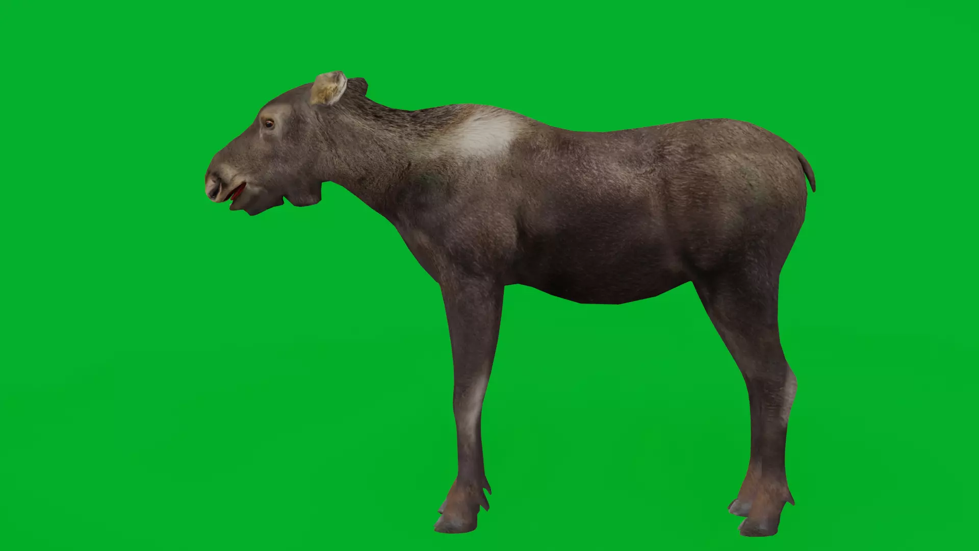European Female Moose Elk Low-poly 3D model_5