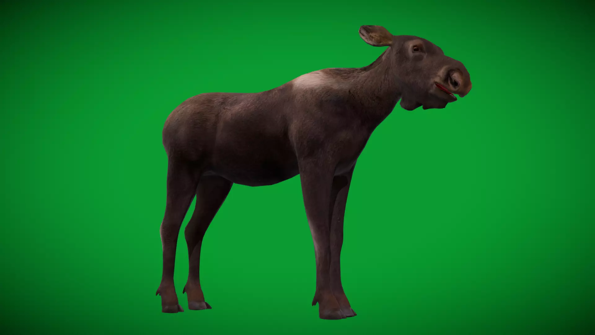European Female Moose Elk Low-poly 3D model_42