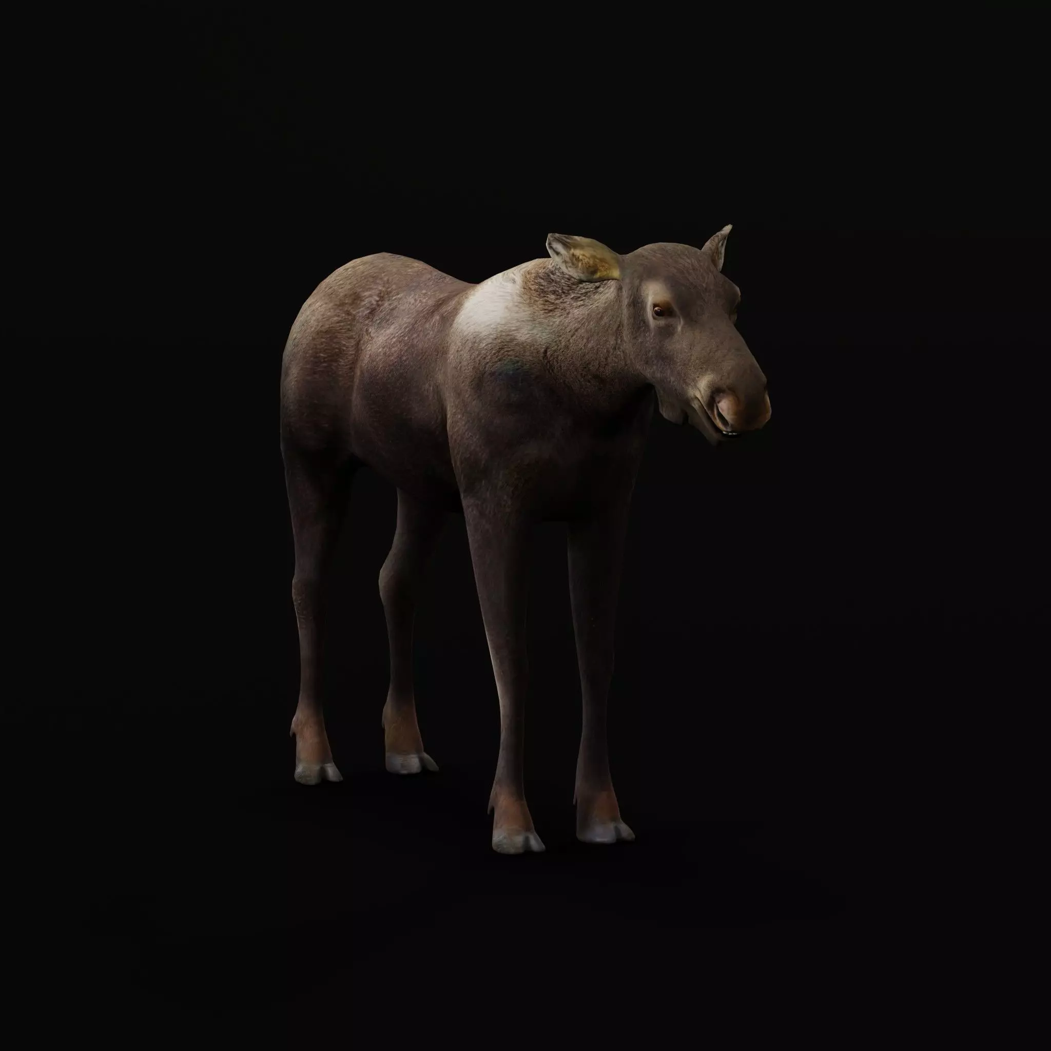 European Female Moose Elk Low-poly 3D model_13