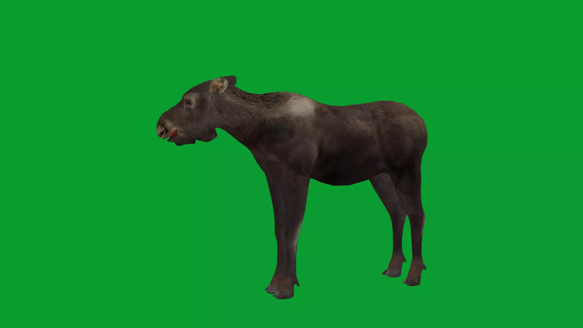 European Female Moose Elk Low-poly 3D model_39