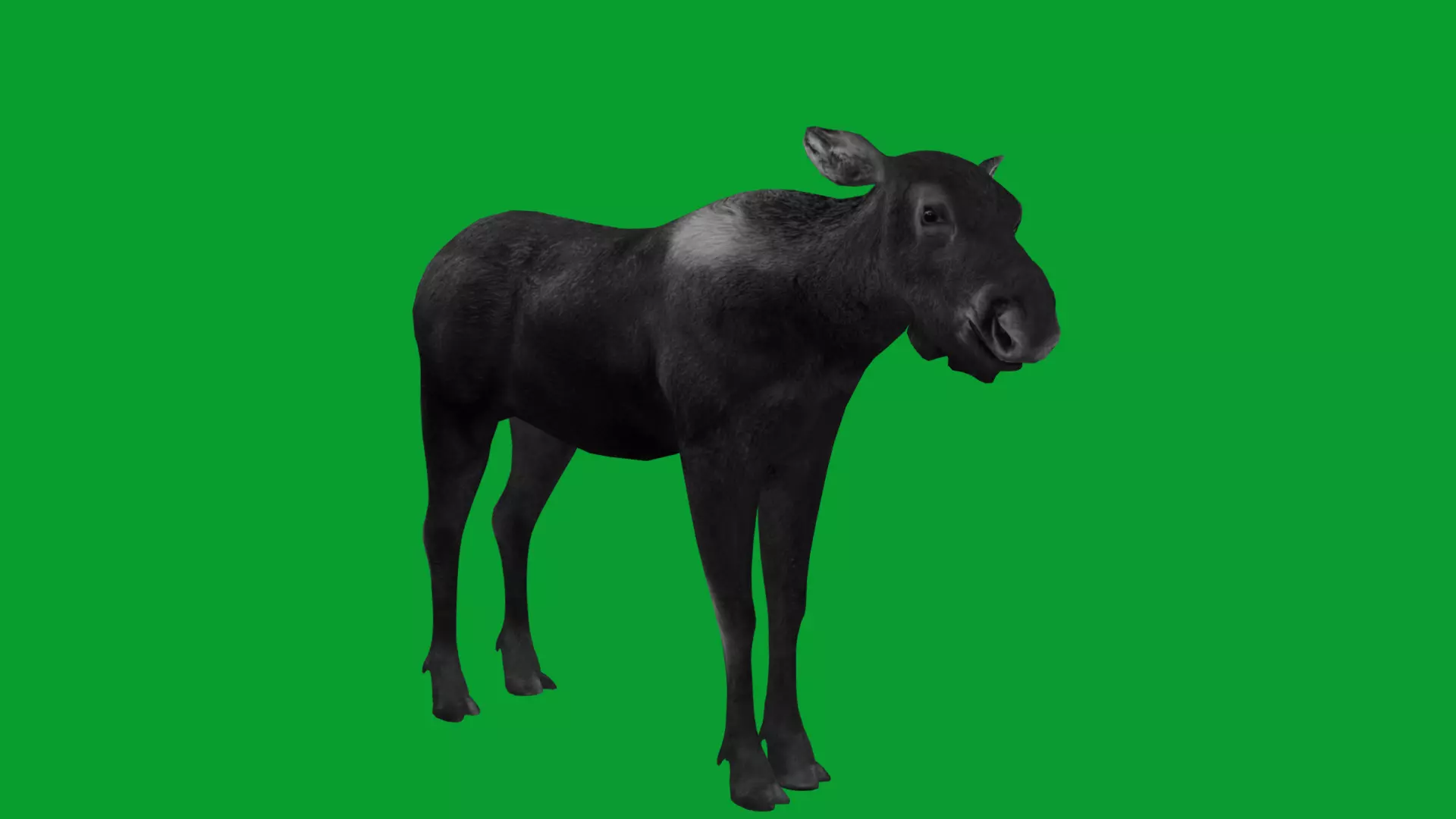 European Female Moose Elk Low-poly 3D model_33