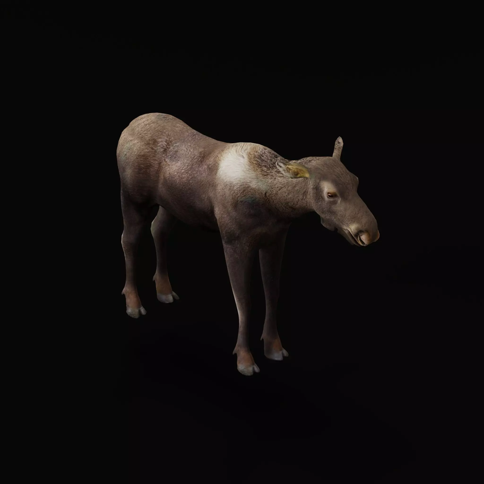 European Female Moose Elk Low-poly 3D model_19