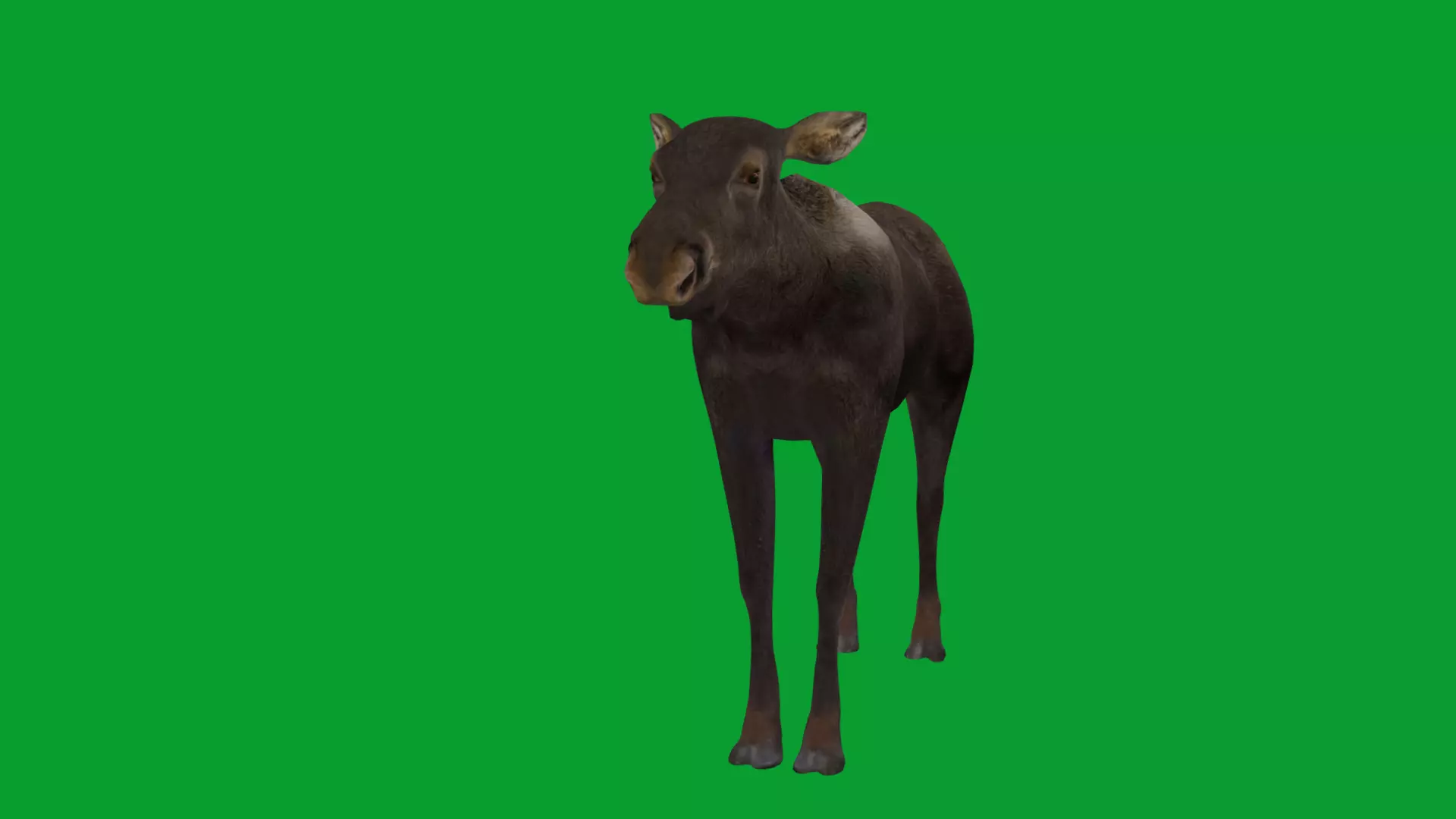 European Female Moose Elk Low-poly 3D model_21