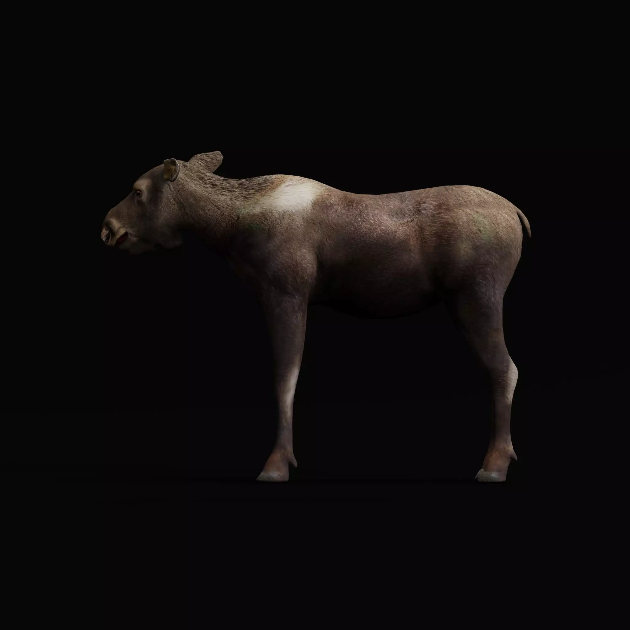 European Female Moose Elk Low-poly 3D model_8