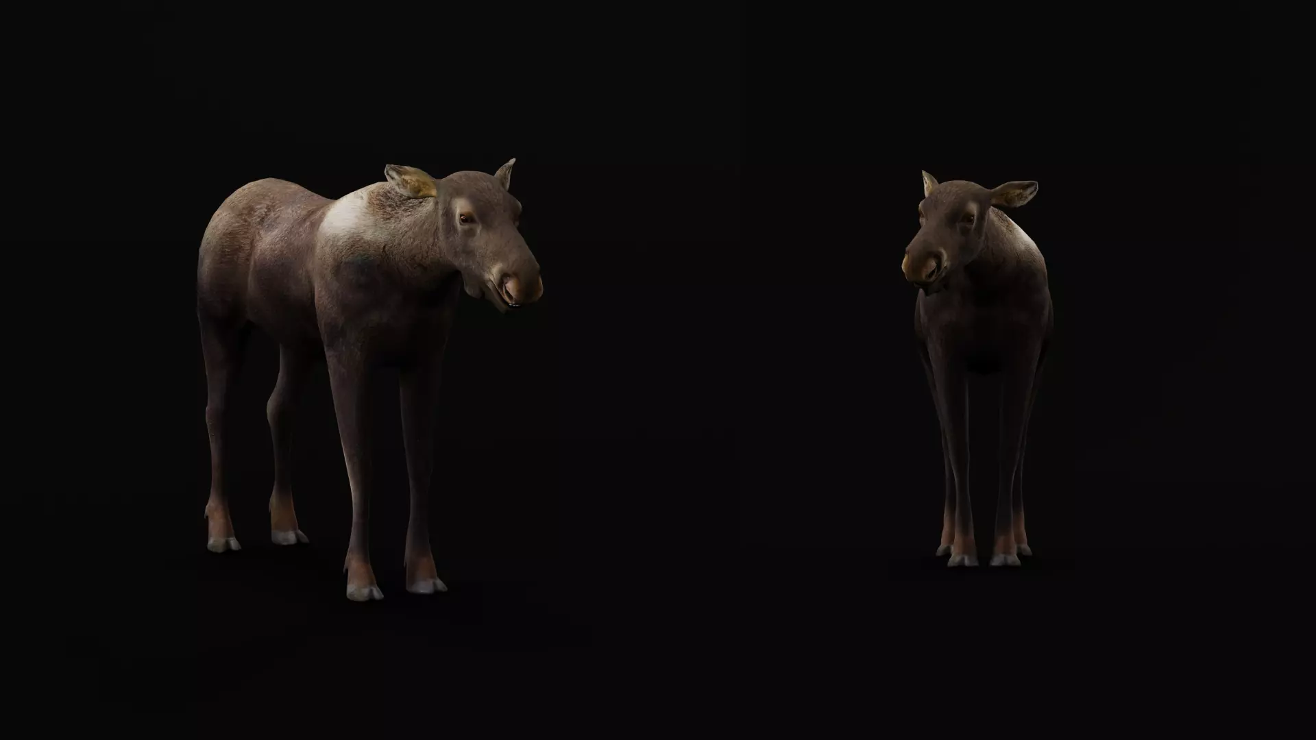 European Female Moose Elk Low-poly 3D model_29