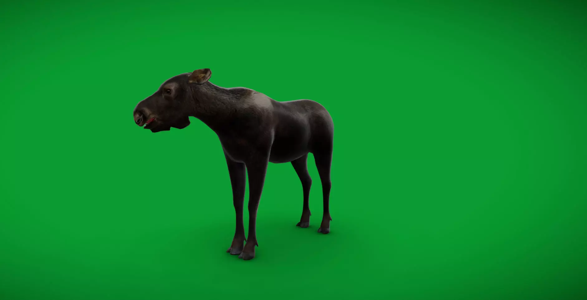 European Female Moose Elk Low-poly 3D model_36