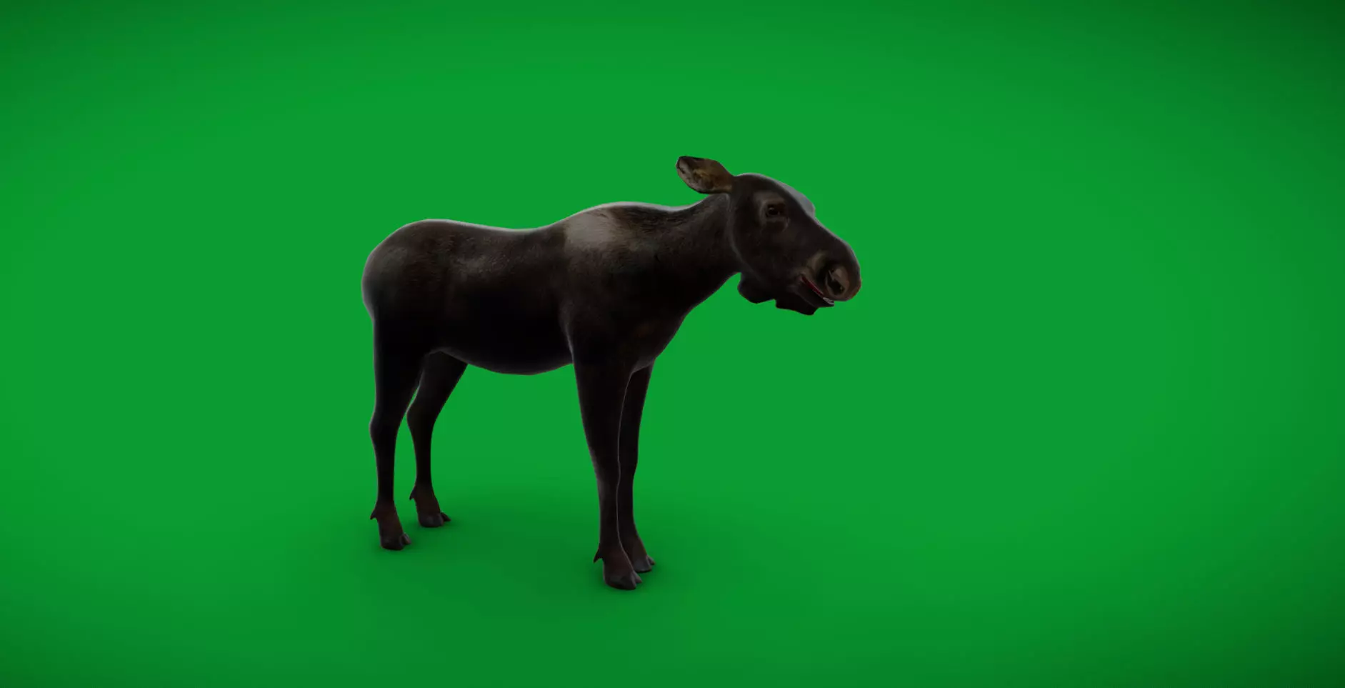 European Female Moose Elk Low-poly 3D model_37