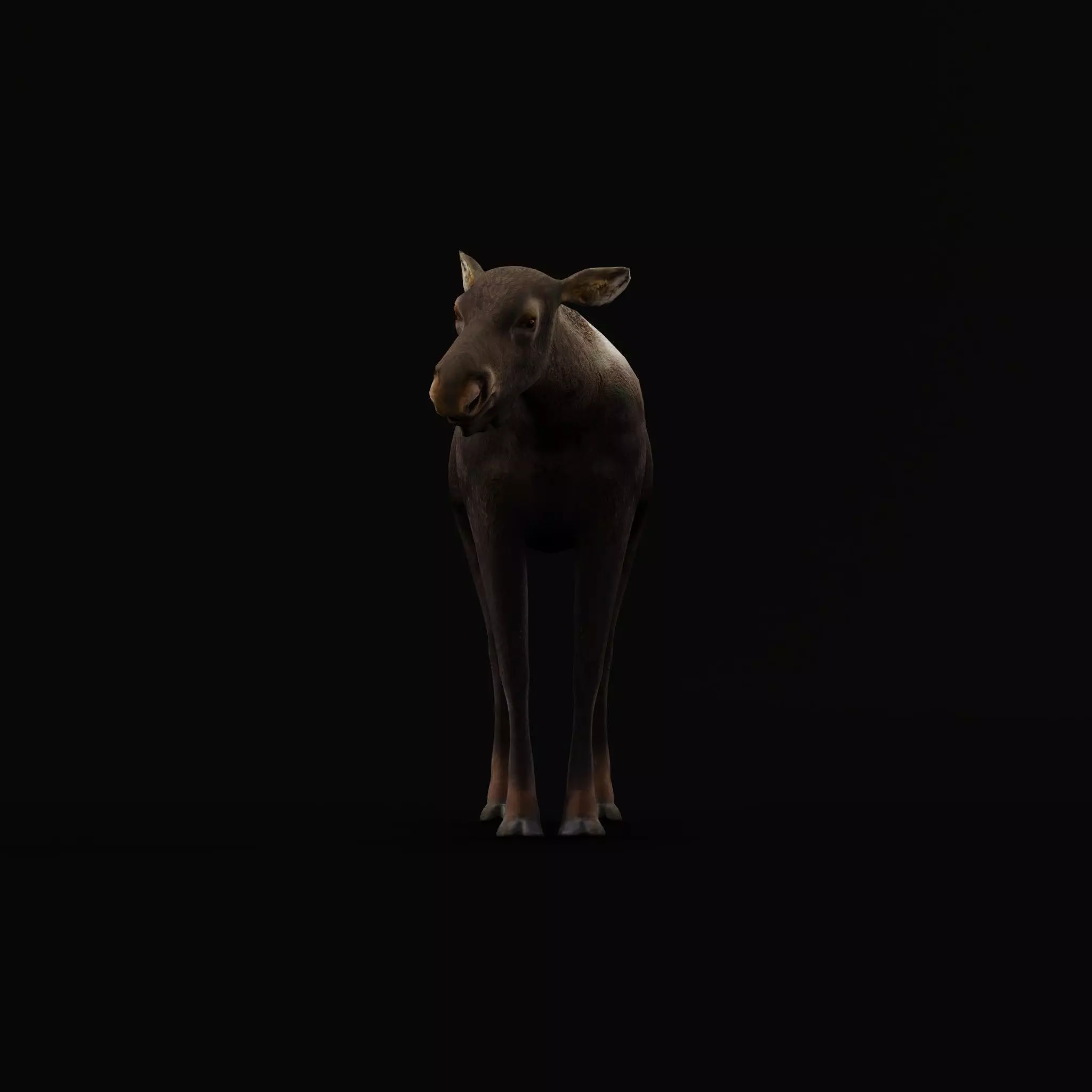 European Female Moose Elk Low-poly 3D model_6