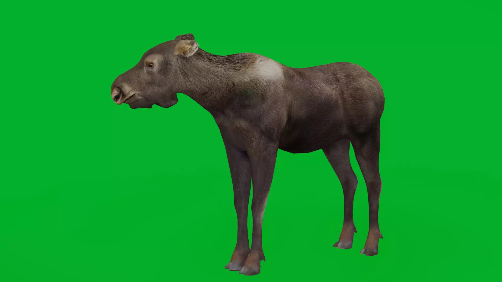 European Female Moose Elk Low-poly 3D model_4