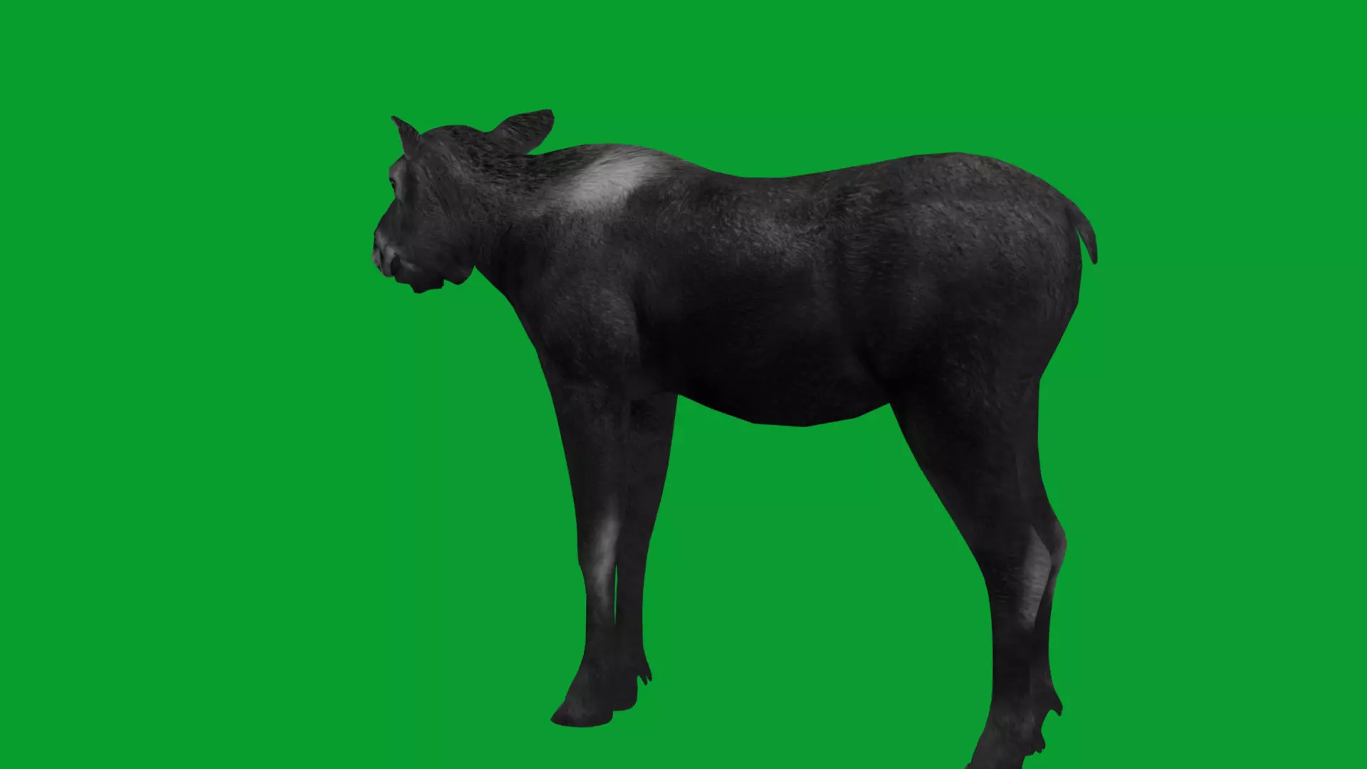 European Female Moose Elk Low-poly 3D model_10