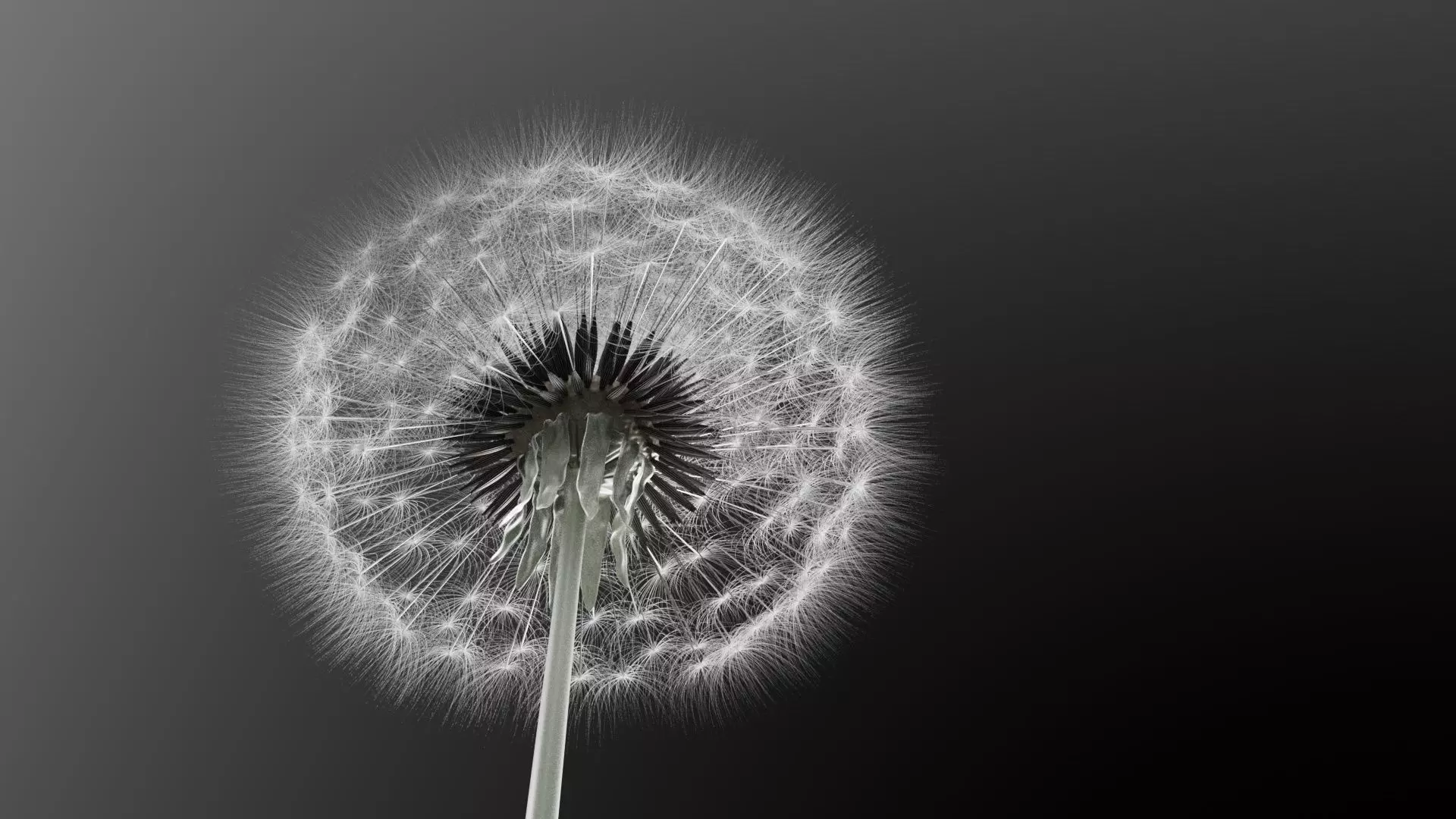 Dandelion 3D Model Realistic Animated Dandelion in Cinema 4D 3D model_4