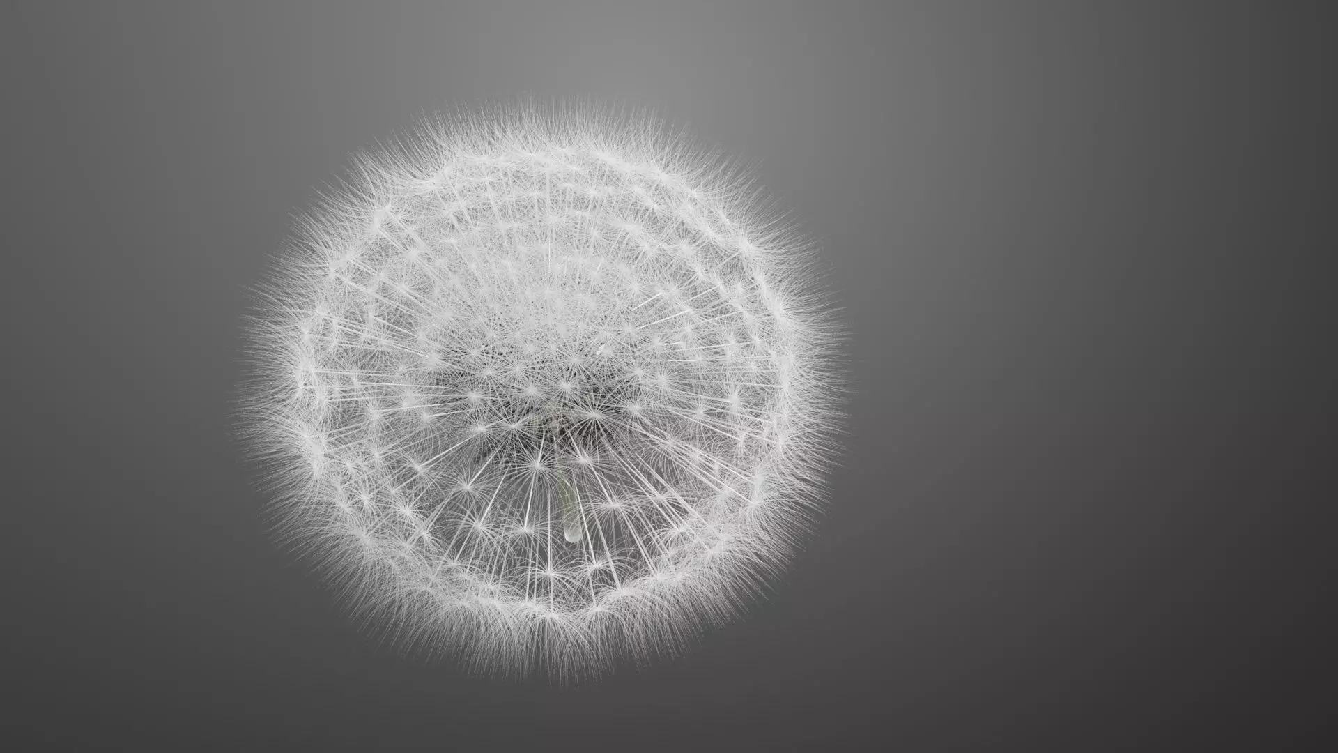 Dandelion 3D Model Realistic Animated Dandelion in Cinema 4D 3D model_3