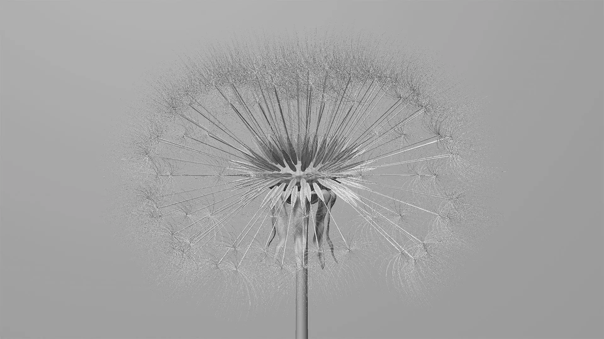 Dandelion 3D Model Realistic Animated Dandelion in Cinema 4D 3D model_6