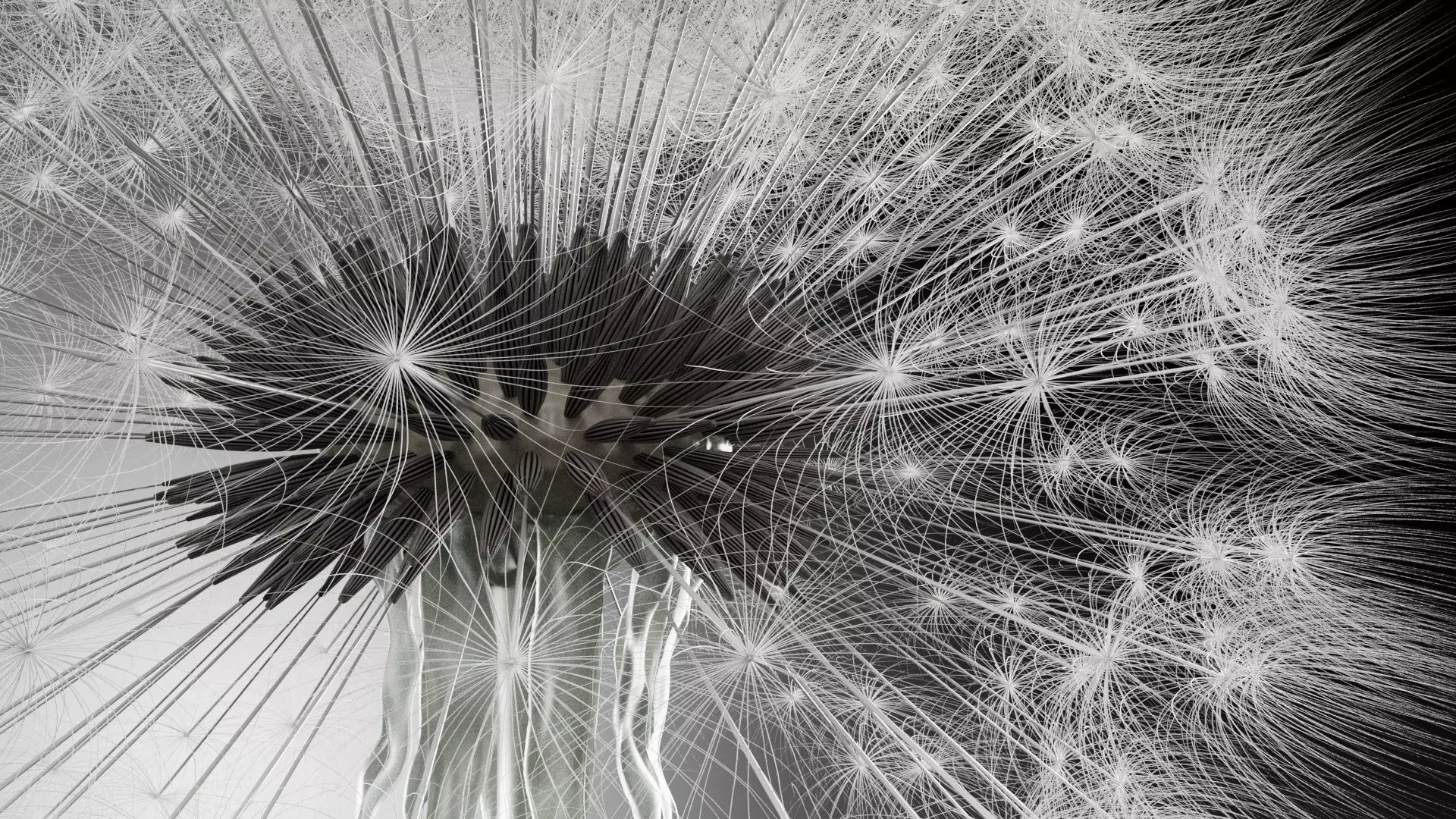 Dandelion 3D Model Realistic Animated Dandelion in Cinema 4D 3D model_5