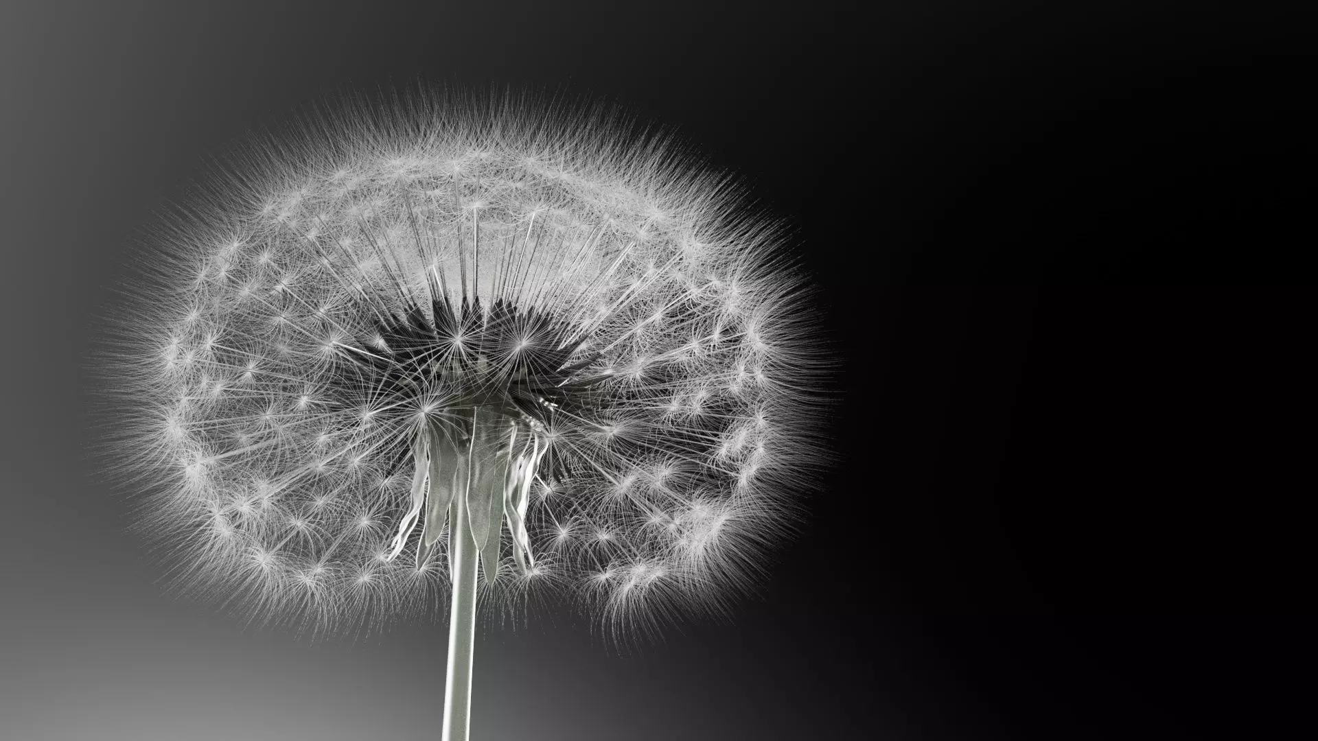 Dandelion 3D Model Realistic Animated Dandelion in Cinema 4D 3D model_2