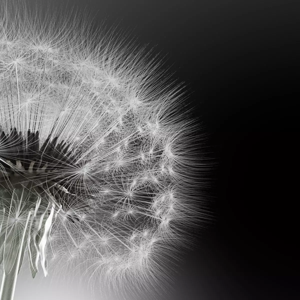 Dandelion Blowball Animated Seeds Wind Cinema 4D Redshift 3D model