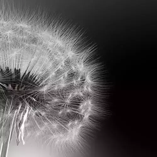 Dandelion 3D Model Realistic Animated Dandelion in Cinema 4D 3D model Dandelion 3D Model Realistic Animated Dandelion in Cinema 4D 3D model