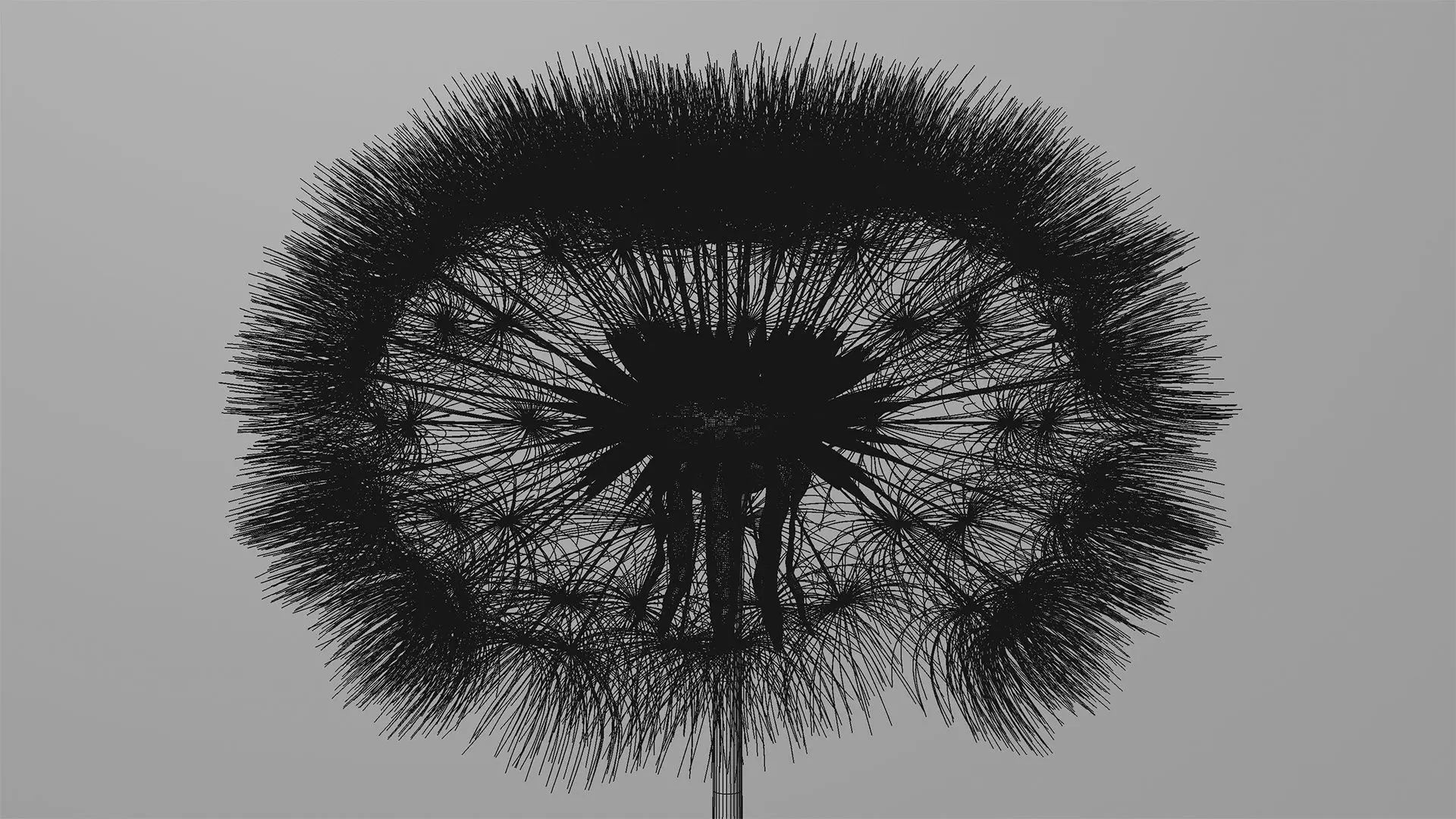 Dandelion 3D Model Realistic Animated Dandelion in Cinema 4D 3D model_7