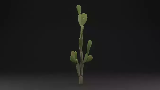 Cactus Plant