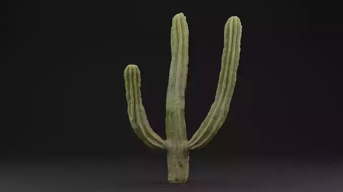Cactus Plant