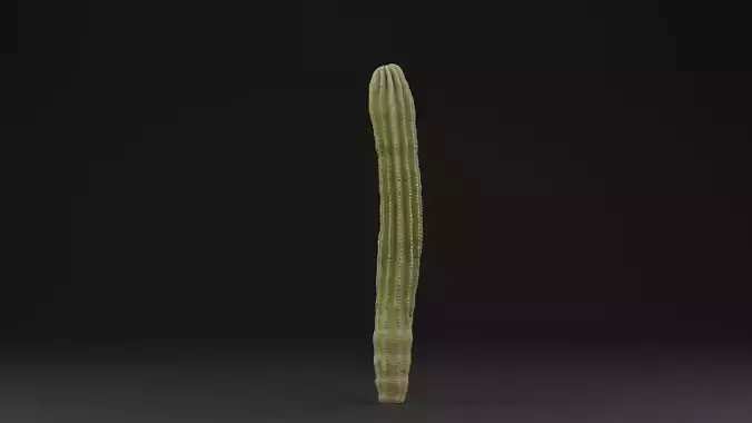 Cactus Plant