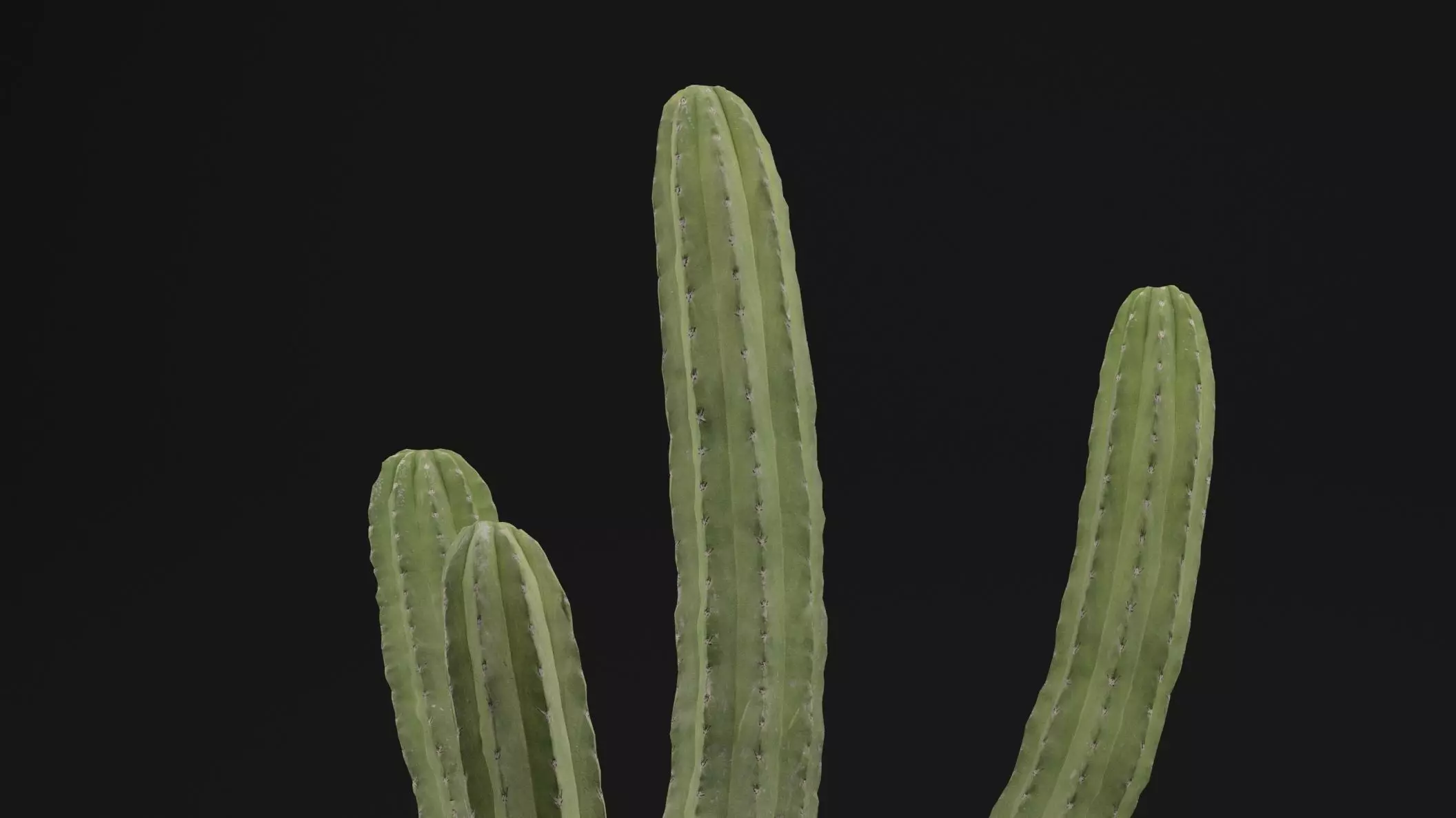 Cactus Plant Free low-poly 3D model_1