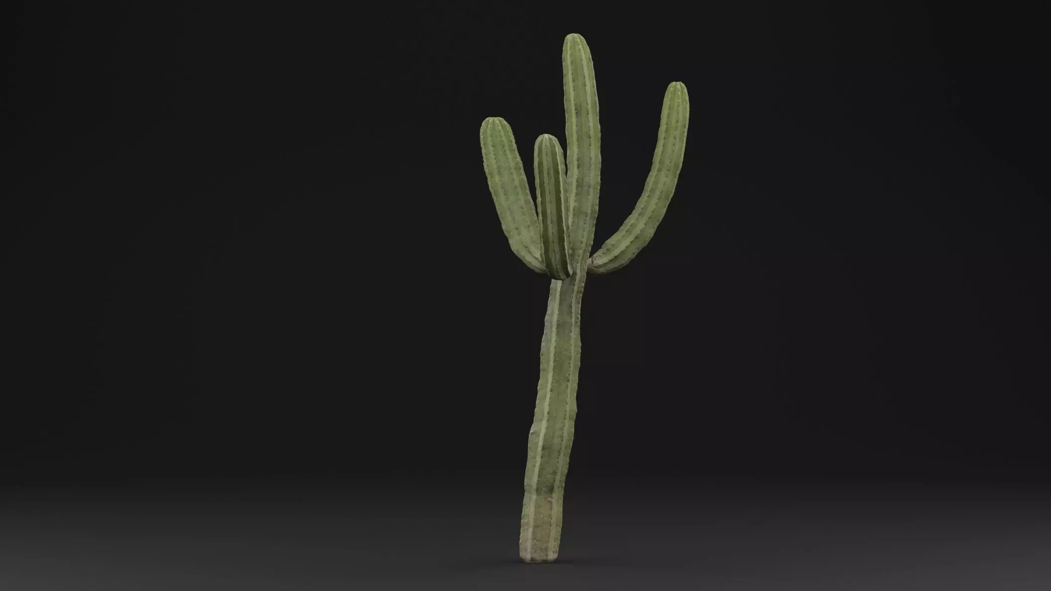 Cactus Plant Free low-poly 3D model_0