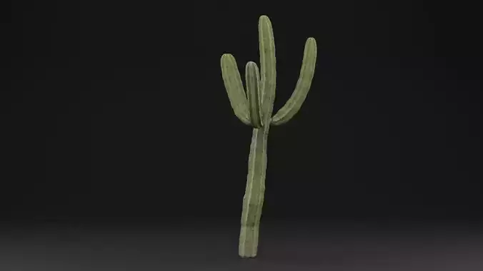 Cactus Plant