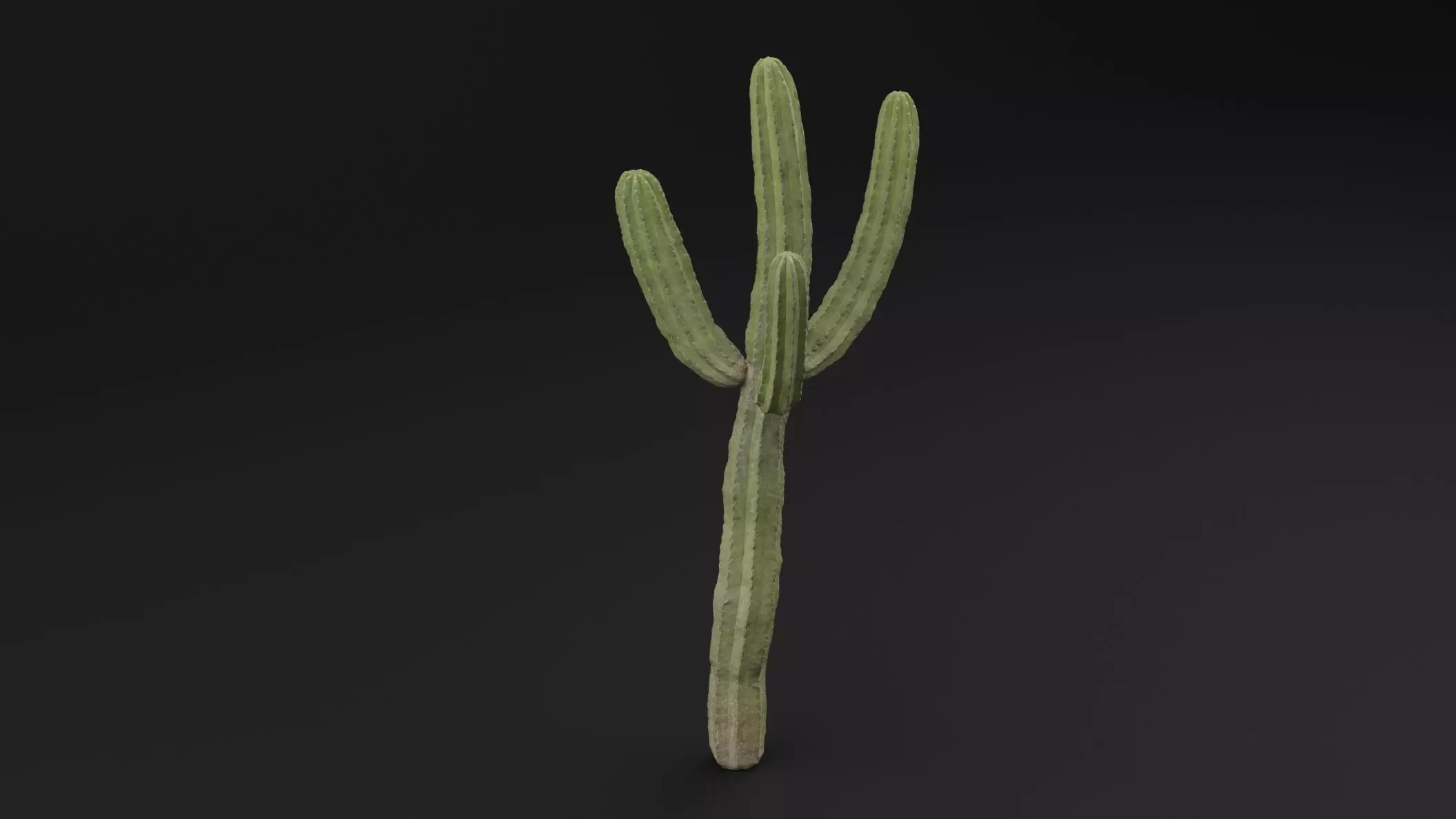 Cactus Plant Free low-poly 3D model_3