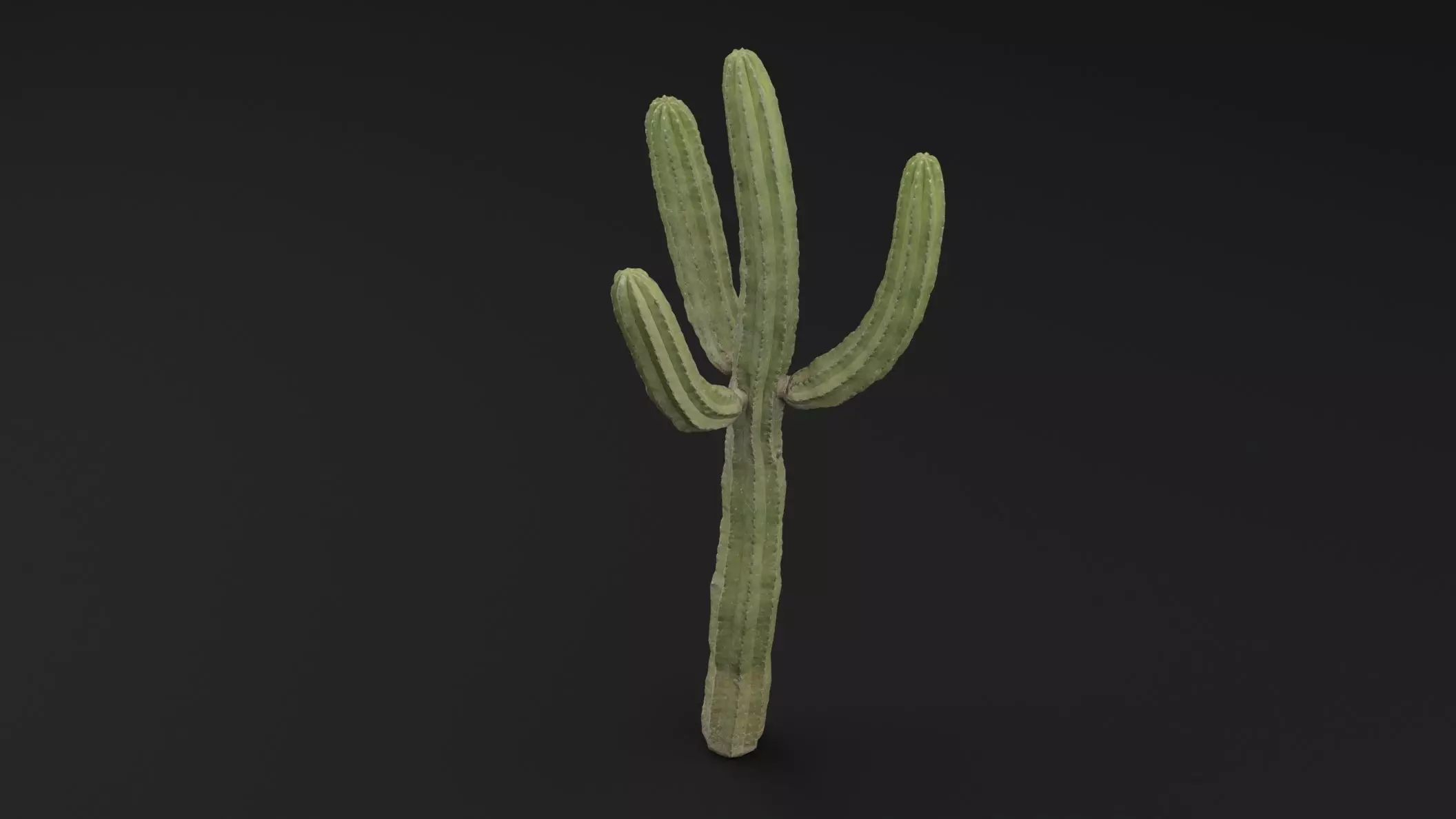Cactus Plant Free low-poly 3D model_4