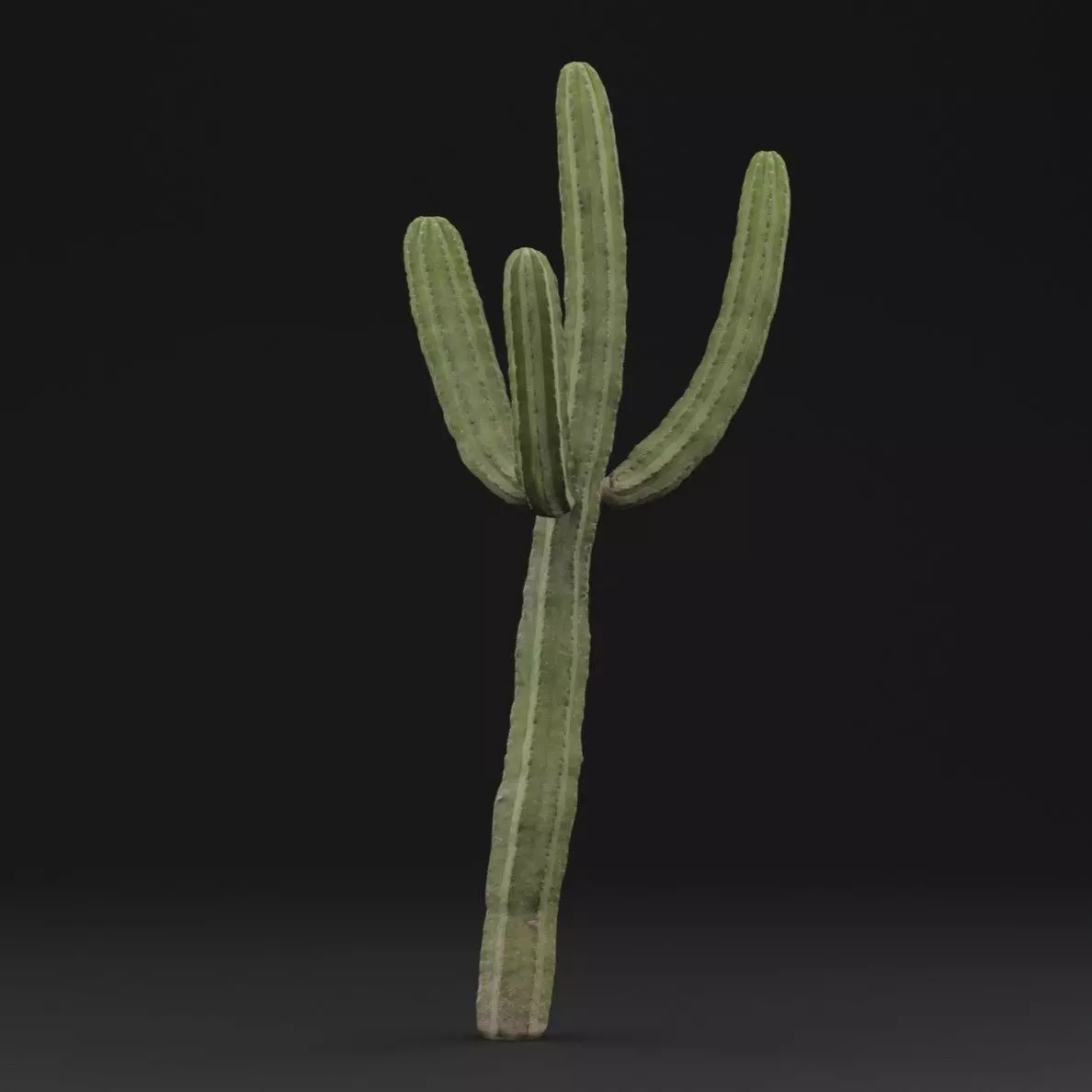 Cactus Plant Free low-poly 3D model_5