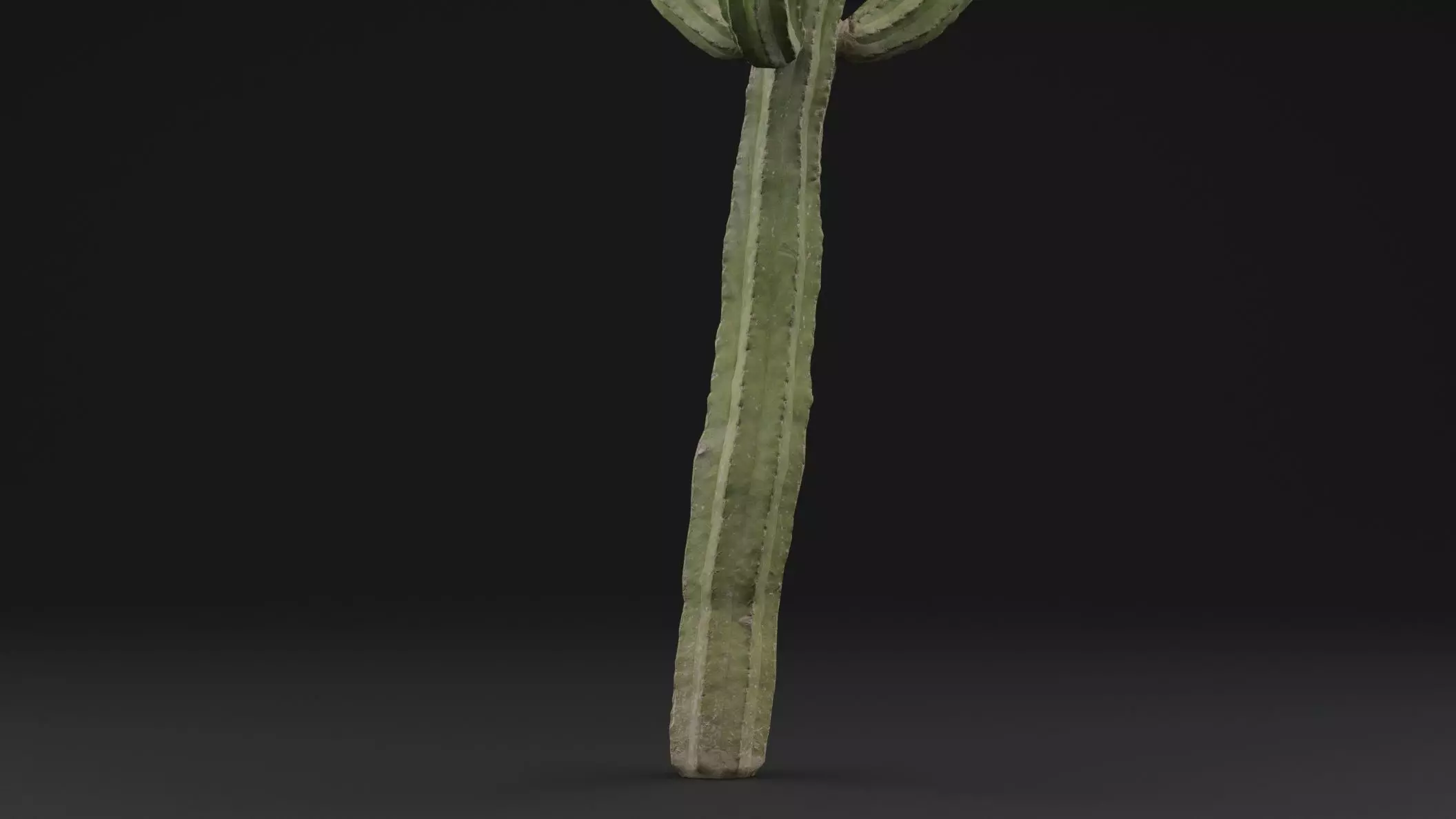 Cactus Plant Free low-poly 3D model_2